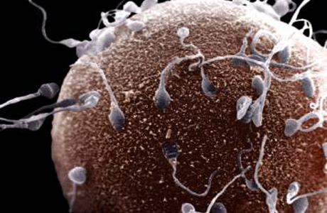 Человечеству угрожает снижение качества спермы.