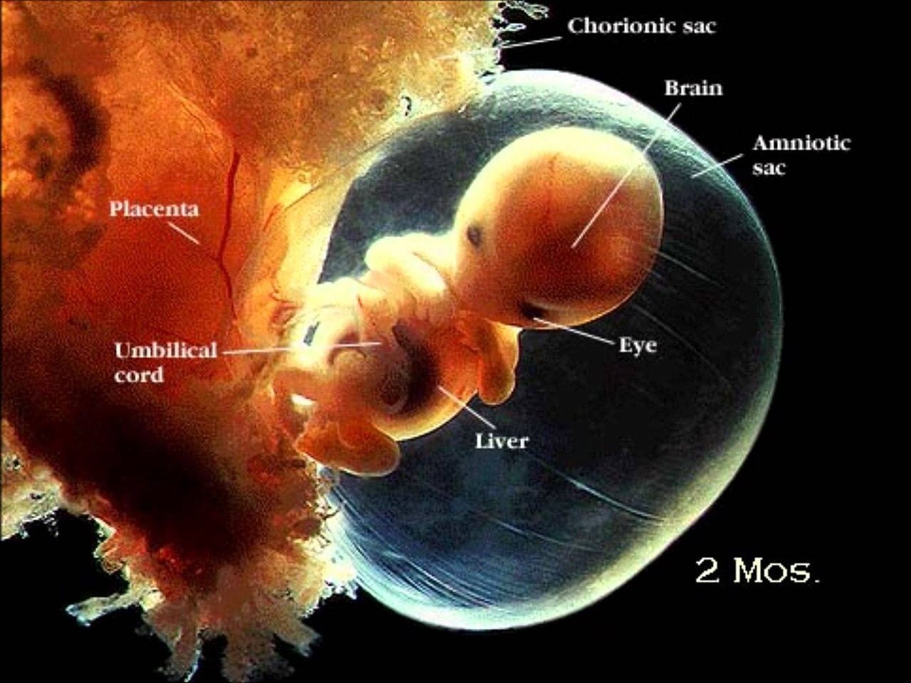 Процесс развития человеческого эмбриона в фотографиях